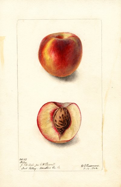 Pêssegos (Prunus persica: Hiley) (aguarela) de Deborah Griscom Passmore