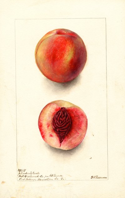 Pêssegos (Prunus persica: Johnsons Early) (aguarela) de Deborah Griscom Passmore