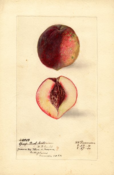 Nectarina Pêssego (Prunus persica) (aguarela) de Deborah Griscom Passmore