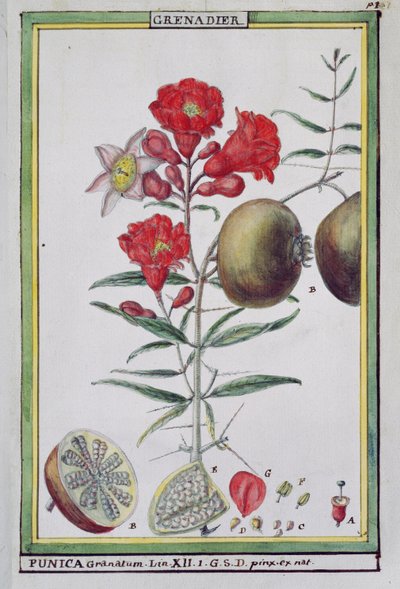 Árvore de Romã, de Florindia ou História Físico-econômica dos Vegetais do Torride, 1789 de Delahaye
