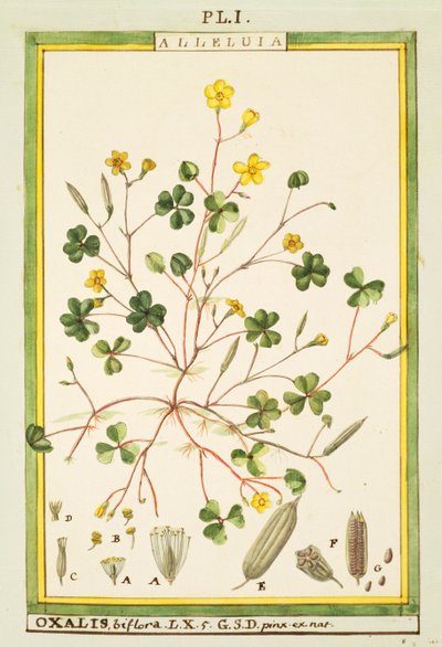 Ranúnculo das Bermudas (Oxalis biflora ou pes-caprae), aguarela de Delahaye de Delahaye Delahaye