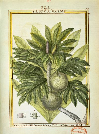 Pão de fruta (Artocarpus altilis), aguarela de Delahaye de Delahaye Delahaye