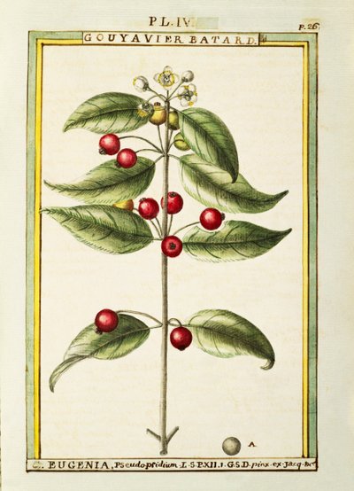 Cereja de Pincel (Eugenia pseudo-pridium), aguarela de Delahaye de Delahaye Delahaye