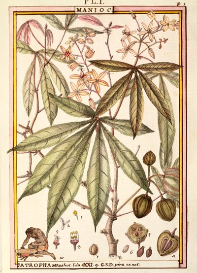 Mandioca (Jatropha manihot), de Delahaye, aguarela de Delahaye Delahaye