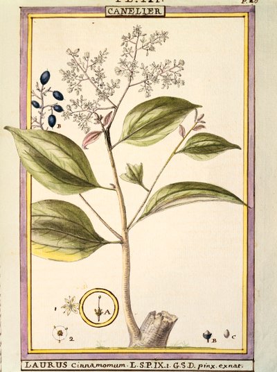 Canela (Laurus cinnamomum), aguarela de Delahaye de Delahaye Delahaye