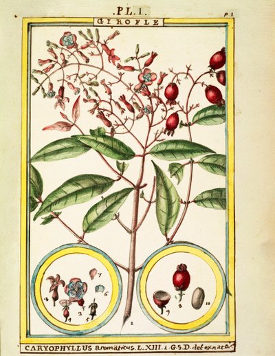 Cravinho (Caryophyllus Aromaticus), aguarela de Delahaye de Delahaye Delahaye