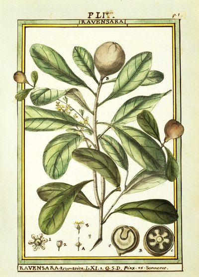 Cryptocarya Aromatica, aguarela de Delahaye de Delahaye Delahaye