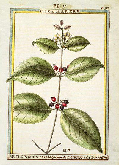 Eugenia Carthaginensis, aguarela de Delahaye de Delahaye Delahaye