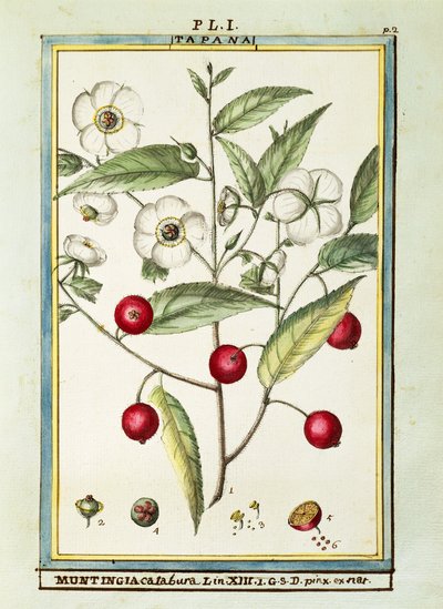 Cereja jamaicana (Muntingia calabura), aguarela de Delahaye de Delahaye Delahaye