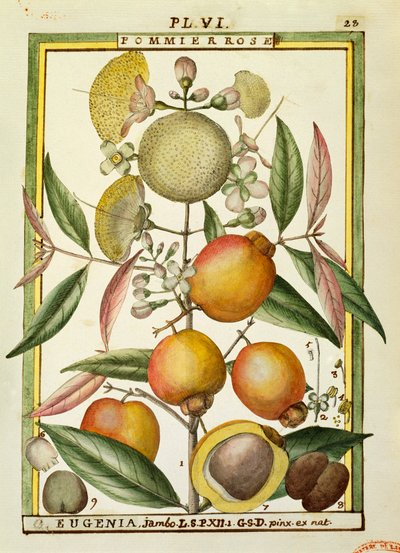 Ameixa Malabar ou Maçã Rosa (Eugenia Jambos ou Syzygium Jambos), aguarela de Delahaye de Delahaye Delahaye