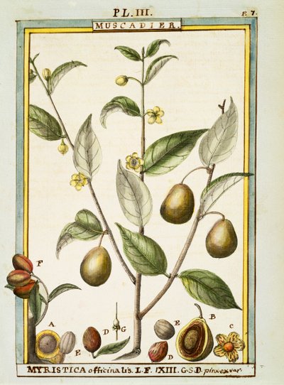 Nutmeg (Myristica fragrans ou officinalis), aguarela de Delahaye de Delahaye Delahaye