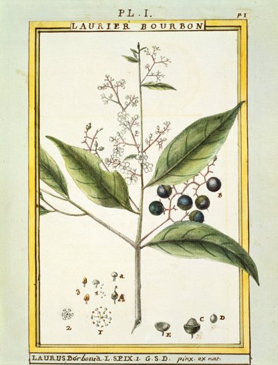 Louro vermelho (Laurus borbonia ou Persea carolinensis), aguarela de Delahaye de Delahaye Delahaye