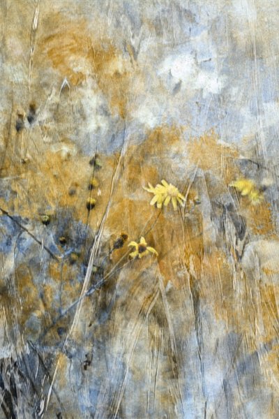 Flores do Prado (Abstrato) de Delphine Devos