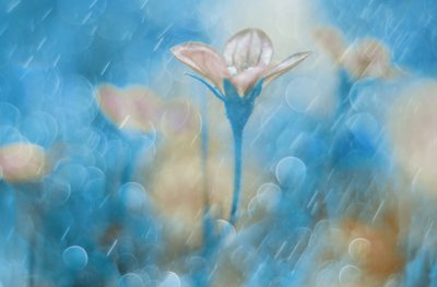 Flor Azul de Sonho de Delphine Devos