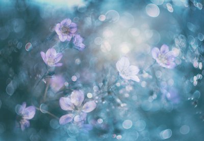 Flores com efeito bokeh de sonho de Delphine Devos