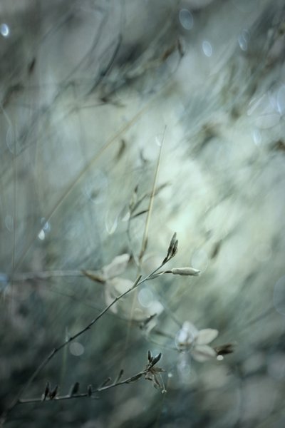 Bokeh floral de sonho de Delphine Devos