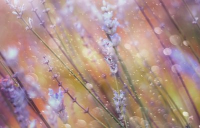 Bokeh de lavanda encantador de Delphine Devos
