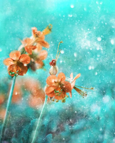 Flores alaranjadas de sonho de Delphine Devos