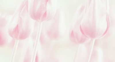 Tulipas em tons pastel de sonho de Delphine Devos