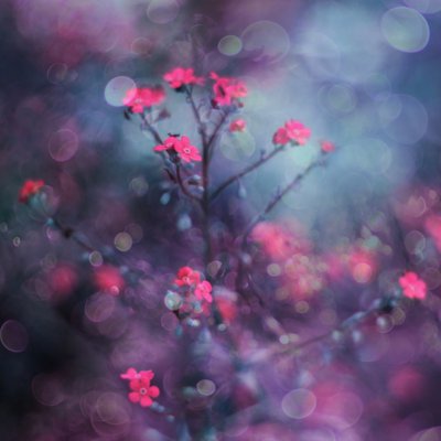 Flores cor-de-rosa de sonho de Delphine Devos