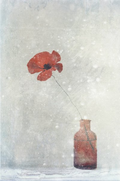 Papoila Vermelha de Sonho de Delphine Devos