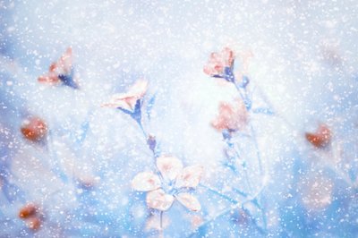 Flores de Inverno de Sonho de Delphine Devos