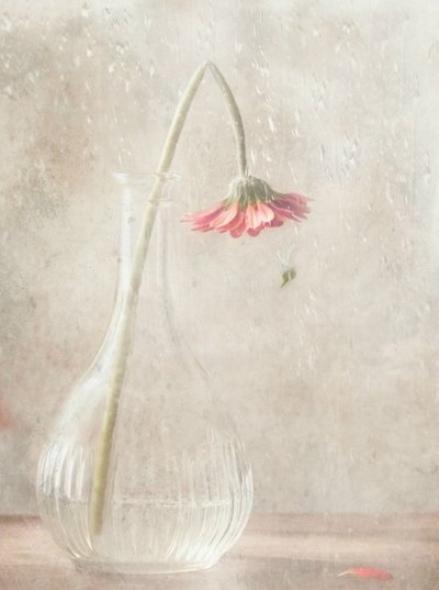 Flor rosa desbotada de Delphine Devos