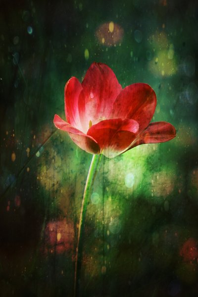 Tulipa Vermelha Brilhante de Delphine Devos