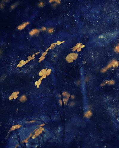 Céu Noturno de Flores Douradas de Delphine Devos