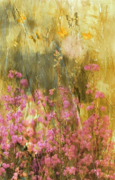 Borboletas de Golden Meadow de Delphine Devos
