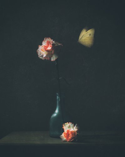 Borboleta «Moody Carnation» de Delphine Devos