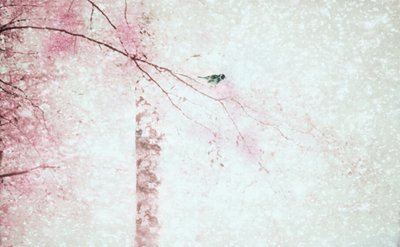 Pássaro das Flores Cor-de-rosa de Delphine Devos