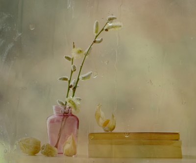 Salgueiro-de-flores e chuva de Delphine Devos