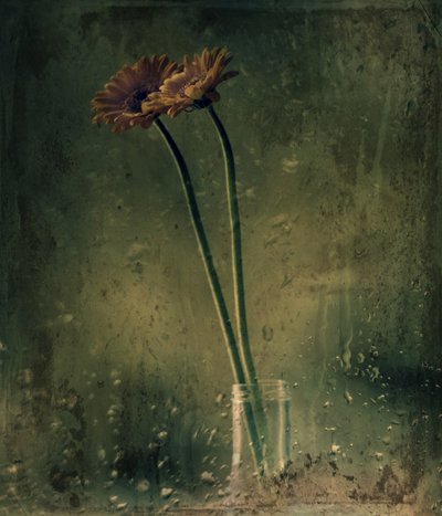 Gerberas num dia de chuva de Delphine Devos