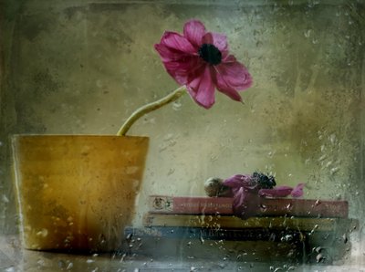Flores na Janela Chuvosa de Delphine Devos