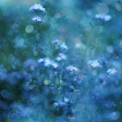 Flores com efeito bokeh azul suave de Delphine Devos