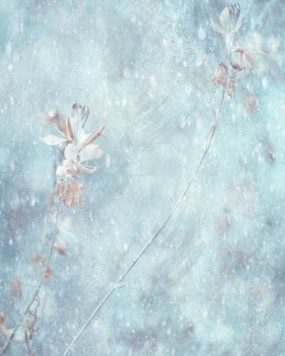 Flores de Inverno em Tons Suaves de Azul de Delphine Devos