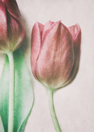 Tulipas em tons suaves de rosa de Delphine Devos