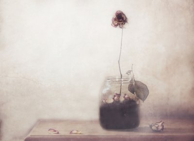 Rosa Solitária Desbotada de Delphine Devos