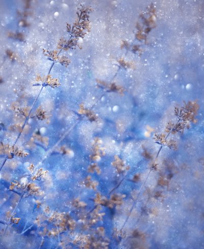Azul Brilhante de Inverno de Delphine Devos