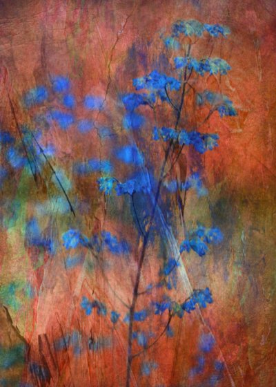 Sonho Floral Azul Texturado de Delphine Devos