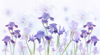 Íris lavanda de sonho de Denis O Reilly