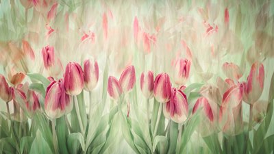 Tulipas cor-de-rosa de sonho de Denis O Reilly