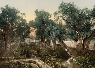 Jardim do Getsêmani, Jerusalém, Terra Santa, c.1890-c.1900 (impressão fotocromática) de Detroit Photographic Co.