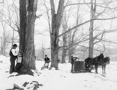 Recolhendo seiva em um acampamento de açúcar de bordo Vermont de Detroit Publishing Co.