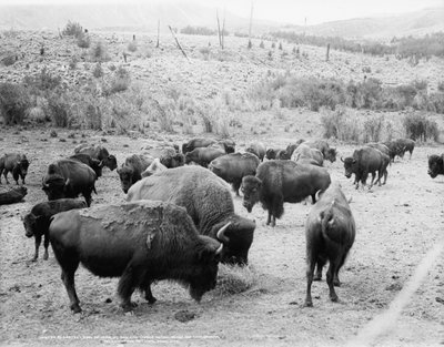 Roosevelt, rei do rebanho, à distância, e Carrie Nation, dehorned, c.1907 de Detroit Publishing Co.