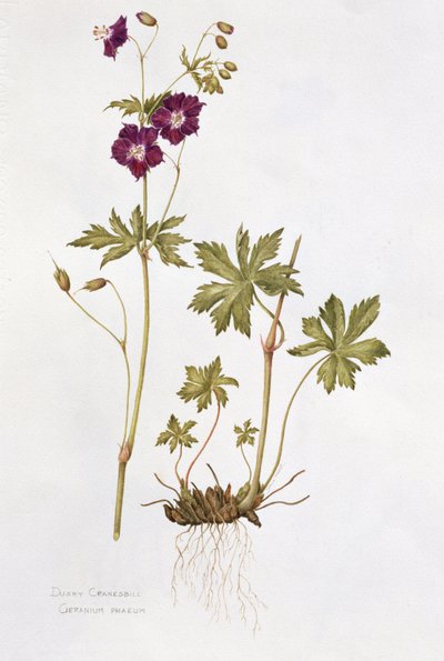 Cranesbill obscuro (wc no papel) de Diana Everett