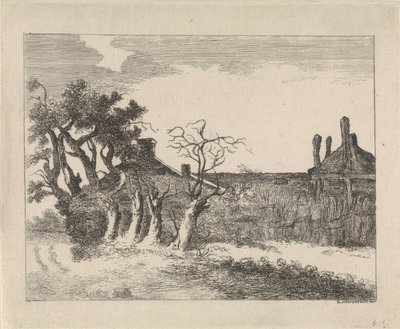 Salgueiros na fazenda de Dirk Hussem