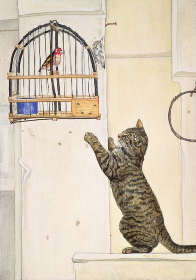 O Essuaira-Bird de Ditz