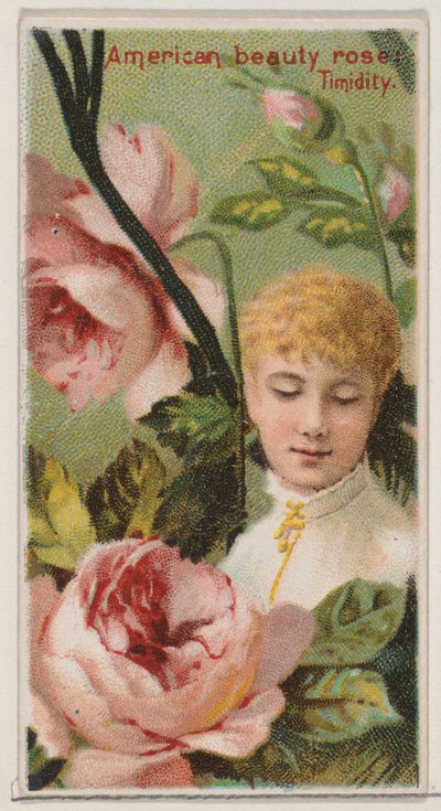 American Beauty Rose: Timidity, da série Floral Beauties and Language of Flowers N..., 1892. de Donaldson Brothers